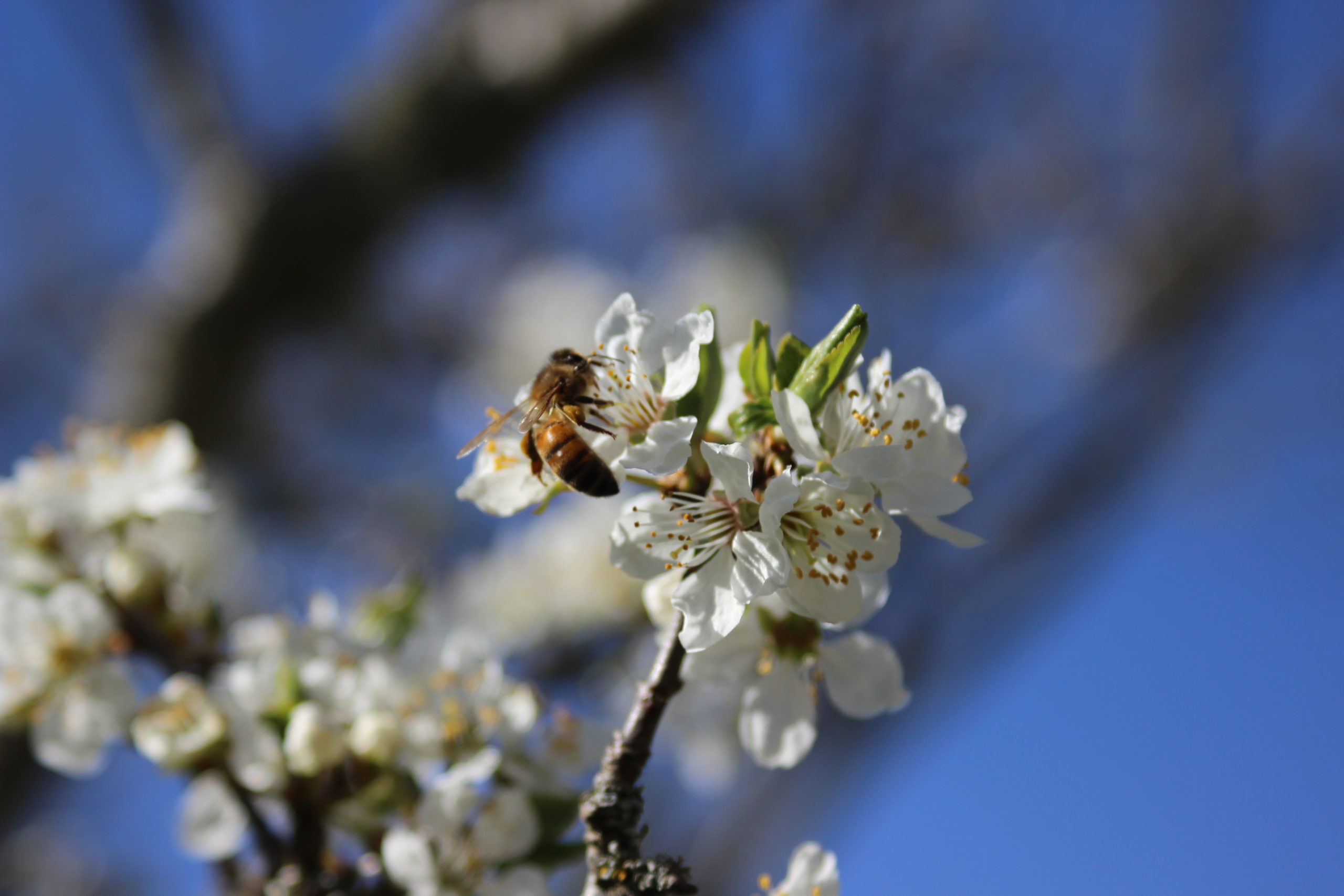 Det hela börjar på våren. Träden beskärs oh så är det bara att vänta på blommningen och låta bin göra sitt jobb.